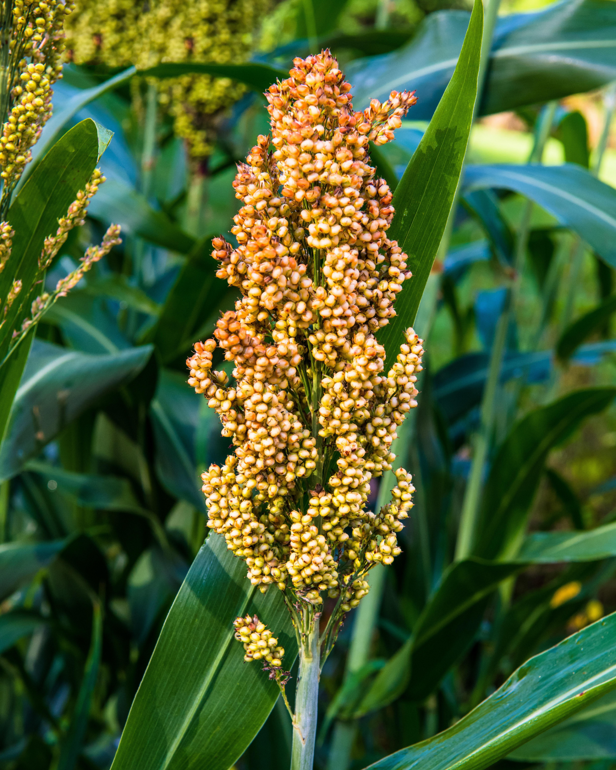 PT. Dewantoro Global Investama